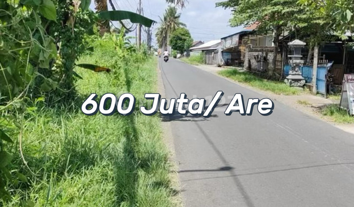 Tanah Investasi Di Jalan Utama Kedungu - Lokasi Strategis Untuk Pengembangan