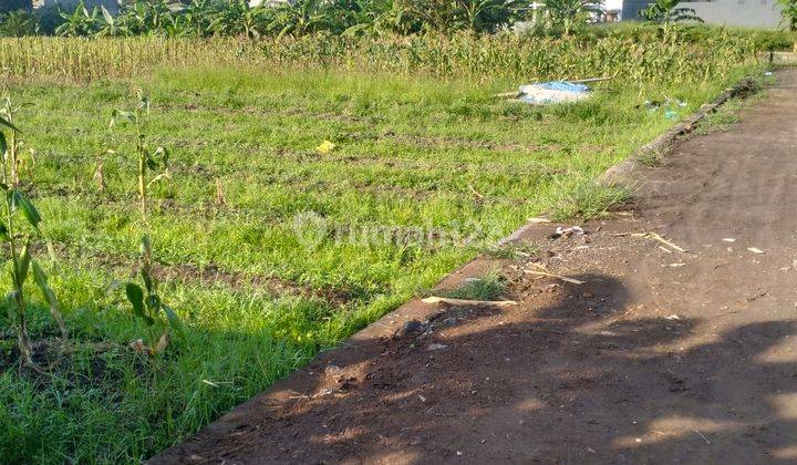 Dijual Murah Saja Tanah 500 M2 di Buduk 1