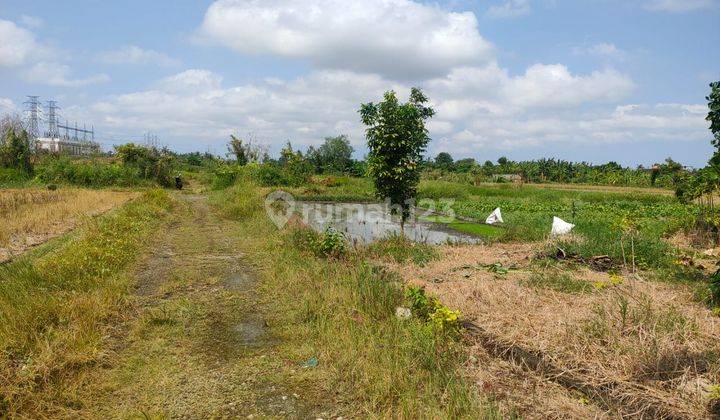 Selling Cheap Land with Rice Field View Near Kedunggu Beach 1