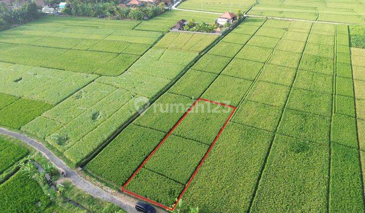 Selling 1500 M2 Land Viewing Rice Fields Near Pasut Beach 2