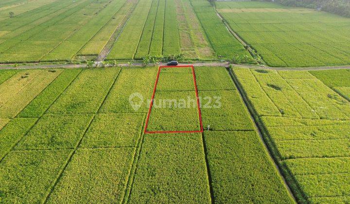 Selling 1500 M2 Land Viewing Rice Fields Near Pasut Beach 1