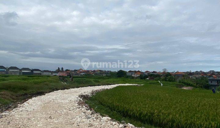 Jual Tanah View Sawah Aktif Dekat Canggu Zona Kuning 2