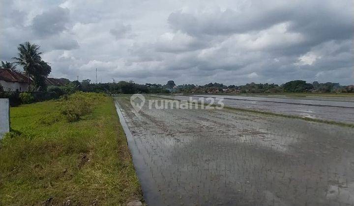 Jual Global 3215 M2 di Bongan Tabanan View Sawah 2