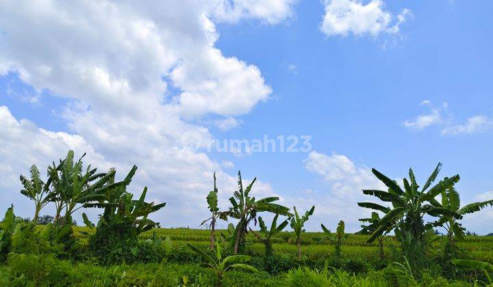 Tanah Mewah 1 Are View Persawahan Dekat Tanah Lot 1