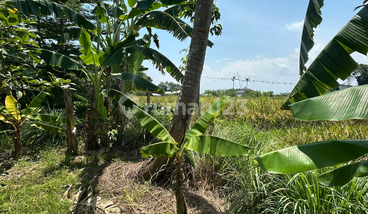 Dijual Tanah 5,1 Are Premium Dekat Pantai Braban – Tanah Siap Bangun Dijual Tanah 5,1 Are Premium Dekat Pantai Braban – Tanah Siap Bangun