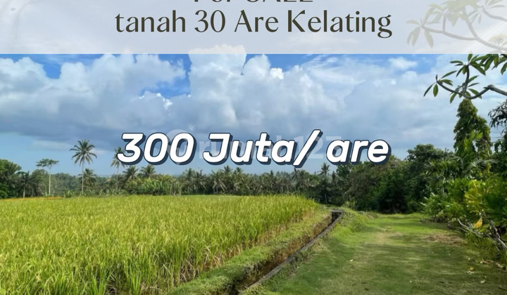 Tanah Investasi View Sawah & Jungle - Dekat Pantai Kelating, Tabanan
