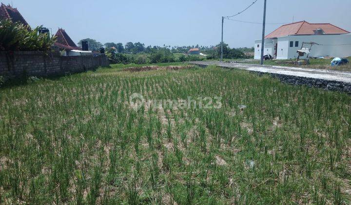 Tanah 2290 M2 di Munggu For Leasehold 1