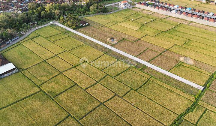 Tanah Murah View Sawah Kawasan Kedungu Tabanan 2