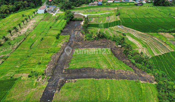 360 Degree Rice Field View Land in Kedunggu 1