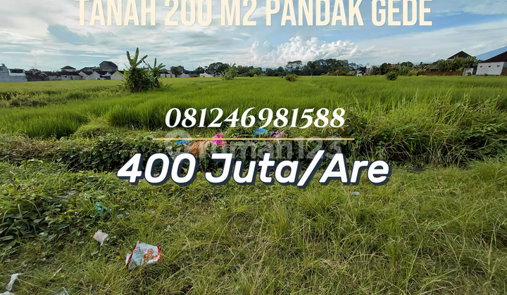 Rare Land View of Rice Fields in Pandak Gede, Tabanan
