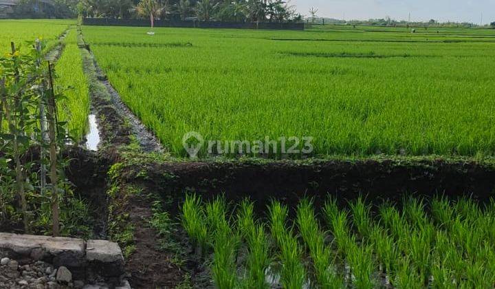 Land for Sale 38.5 Are in Pasut Tabanan 1