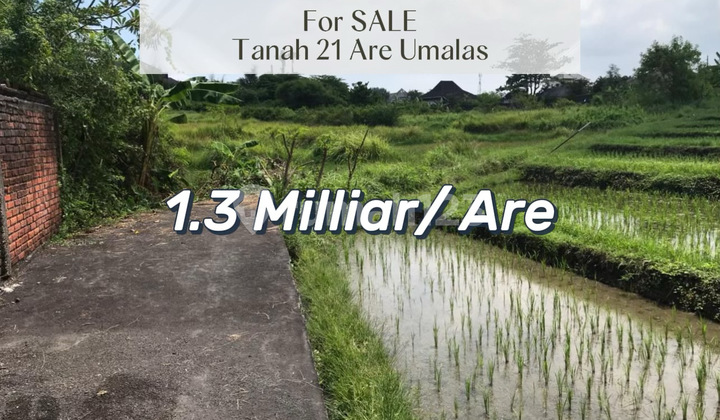 For Sale Tanah Premium Umalas Ii - Lokasi Strategis Untuk Villa & Investasi For Sale Tanah Premium Umalas Ii - Lokasi Strategis Untuk Villa & Investasi