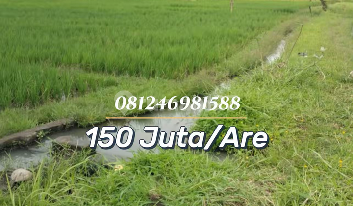 Tanah Sawah Produktif 20,5 Are di Kaba-Kaba - Investasi Strategis Zona Hijau