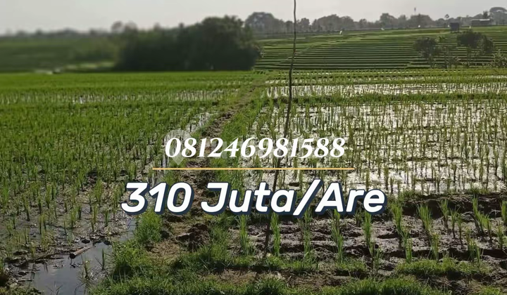 For Sale Premium Rice Field Sunset View - Best Investment in Canggu, Bali