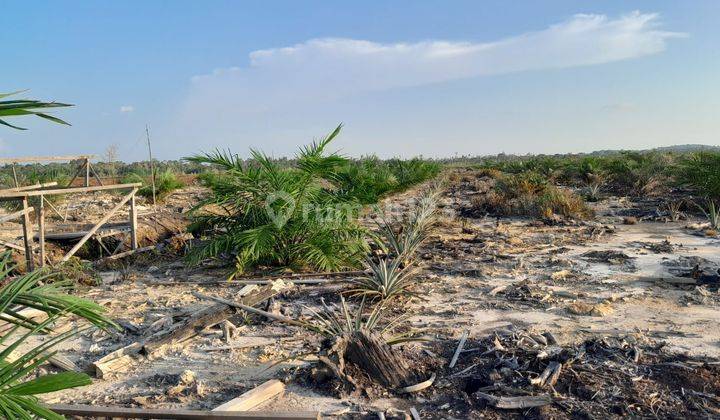 Lahan Kebun Sawit Siap Tanam Dekat Pontianak 1