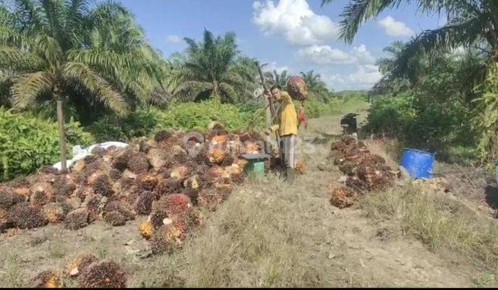 Tanah Sawit Sudah Berbuah 150 ha Setiap Bulan 100 an Ton di Kubu Raya Pontianak 1