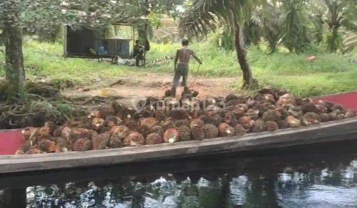 Tanah Sawit Sudah Berbuah 150 ha Setiap Bulan 100 an Ton di Kubu Raya Pontianak 2