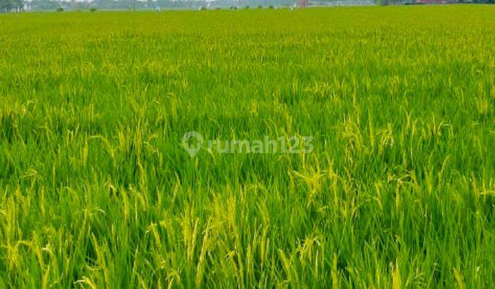 Dijual Kavling Sawah Aktif di Desa Plawad Karawang Timur  2