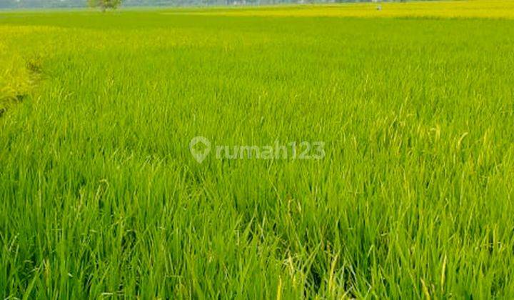 Dijual Kavling Sawah Aktif di Desa Plawad Karawang Timur 2