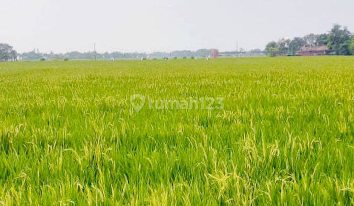 Dijual Kavling Sawah Aktif di Desa Plawad Karawang Timur  2