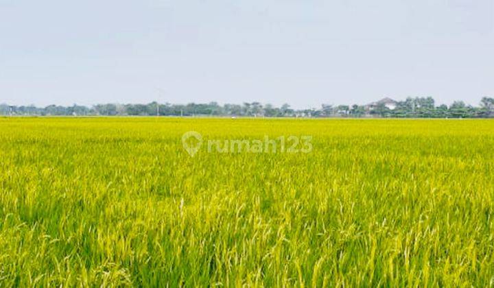 Dijual Kavling Sawah Aktif di Desa Plawad Karawang Timur 1