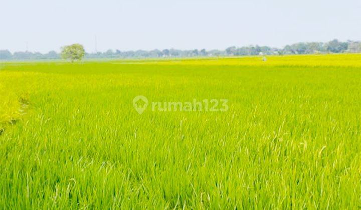 Dijual Kavling Sawah Aktif di Desa Plawad Karawang Timur  1