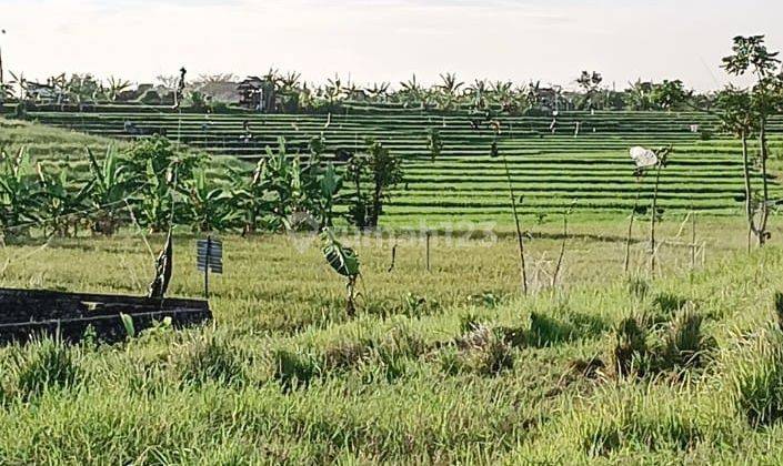 Jual Tanah View Sawah Bumbak Kerobokan Canggu Badung Bali 2