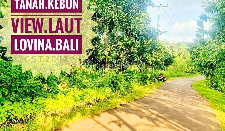 Jual Tanah Kebun View Laut Lovina Buleleng Bali 1