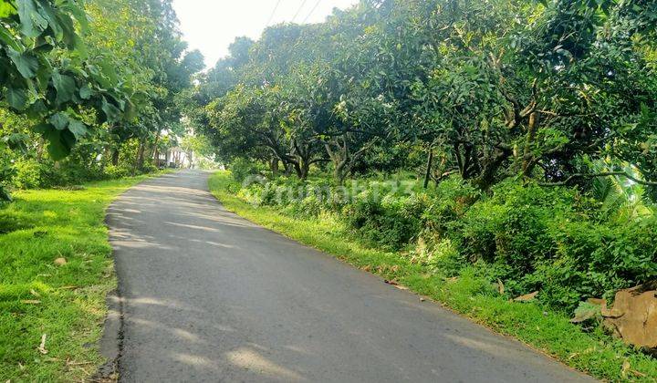 Jual Tanah Kebun View Laut Lovina Buleleng Bali 3