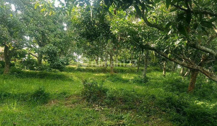 Jual Tanah Kebun View Laut Lovina Buleleng Bali 5