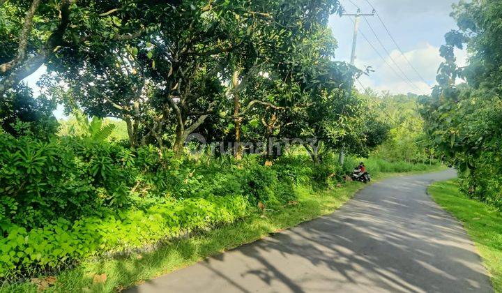 Jual Tanah Kebun View Laut Lovina Buleleng Bali 6