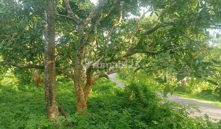 Jual Tanah Kebun View Laut Lovina Buleleng Bali 7