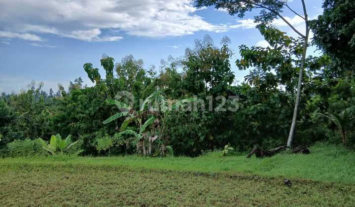 Jual Tanah Shm Murah View Sawah Berangbang Negara Jembrana Bali