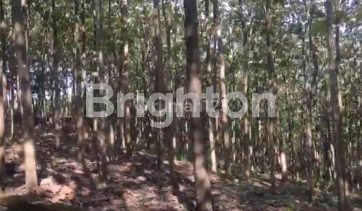 Hutan Jati Ber-Villa Di Kediri, Cocok Untuk Agro Wisata, Villa Dan Investasi Lainnya 2