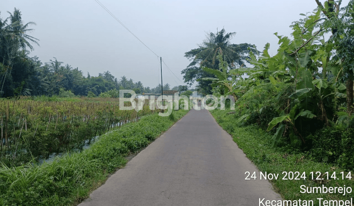 TANAH SAWAH SUASANA PEDESAAN 2