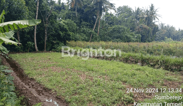 TANAH SAWAH SUASANA PEDESAAN 2