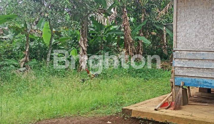 TEMPAT NGADEM DI TENGAH KEBUN TEH, DESA CILINGGA PURWAKARTA 2