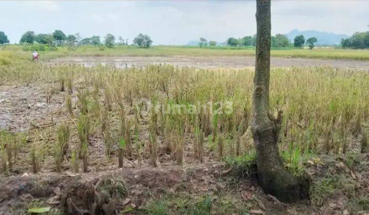 Dijual Tanah Produktif, Sawah, Majalengka, Jawa Barat 1