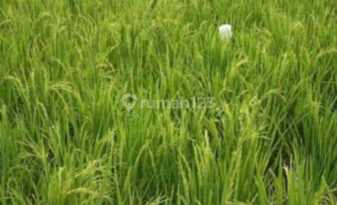 Sawah Produktif 1000 M Dekat Rs Hermina Ciruas 2