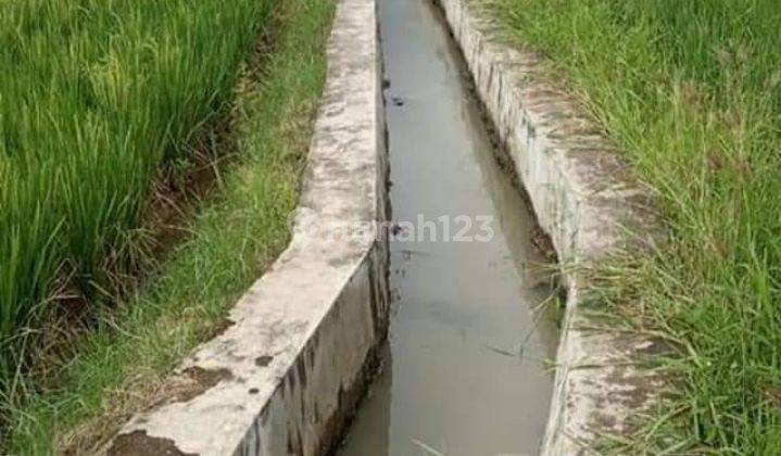 Sawah Produktif 1000 M Dekat Rs Hermina Ciruas 3