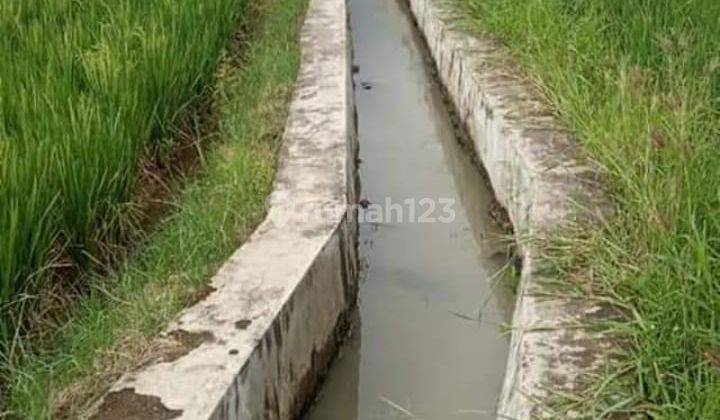 Sawah Produktif 1000 M Dekat Rs Hermina Ciruas 4