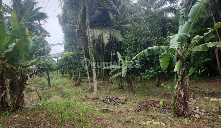 Tanah 2500 M Pinggir Jalan Raya Labuan Pandeglang 2