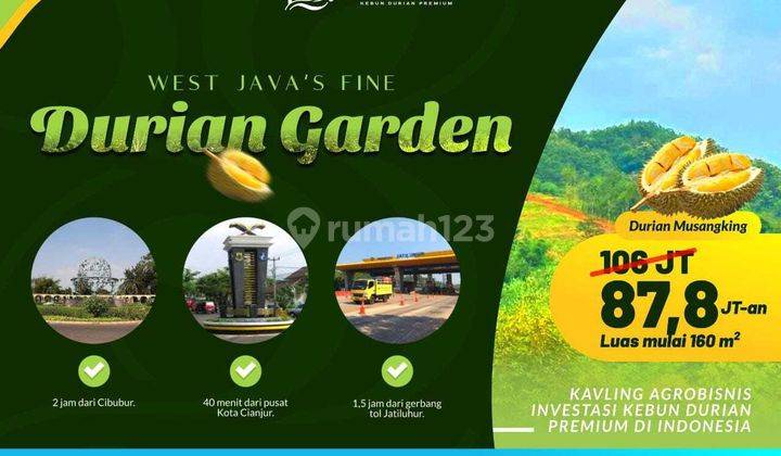 Tanah Kebun Durian Musang King Di Cianjur 2 Jam Dari Cibubur 1