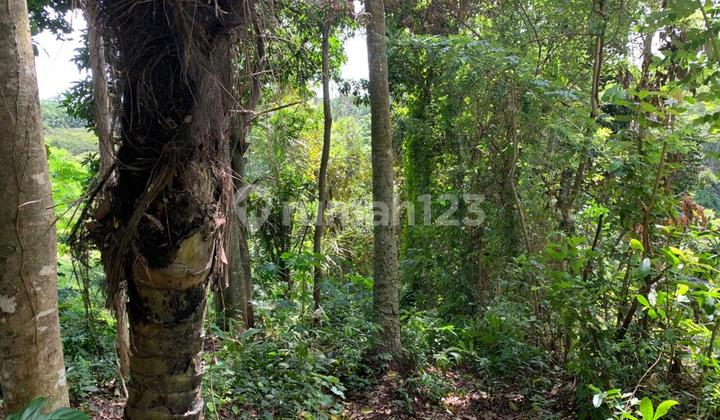 Tanah Los Sungai Cocok Untuk Villa Lokasi Buwit Tabanan 4