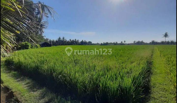 Tanah Prospek Kedepan Sangat Bagus Tabanan 1