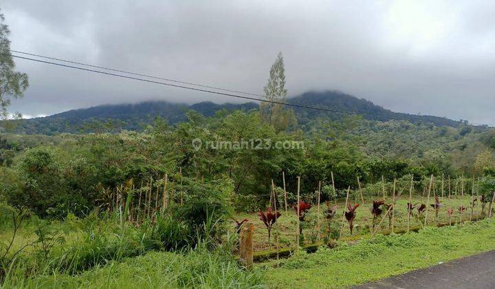 Dijual Tanah Buc Pinggir Jalan Utama Kintamani Barat  1