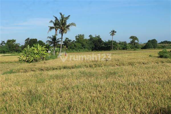 Dijual Tanah Sawah Di Area Desa Kubutambahan Bungkulan Sawan