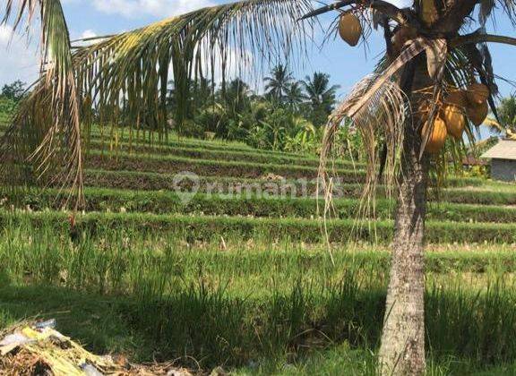 Dijual Tanah View Sawah Di Daerah Selemadeg Tabanan 1