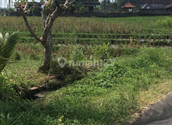 Dijual Tanah View Sawah Di Daerah Selemadeg Tabanan 2