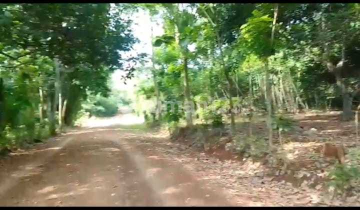 For Sale 5 Hectares of Land in Ciruluk Village, Subang